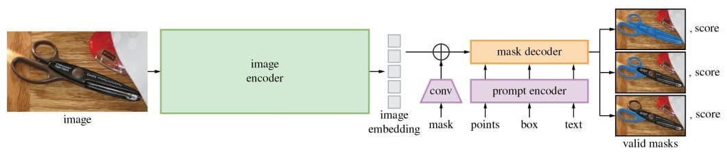 Architecture of the segment anything model (SAM)