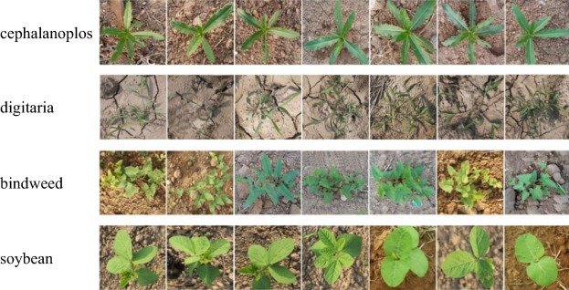 weed detection with computer vision agriculture