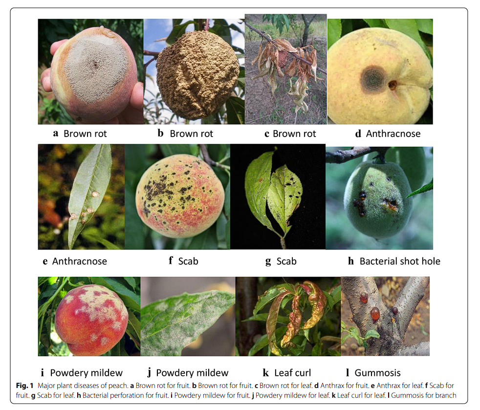 plant-diseases